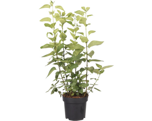 Topf mit Ligusterpflanze