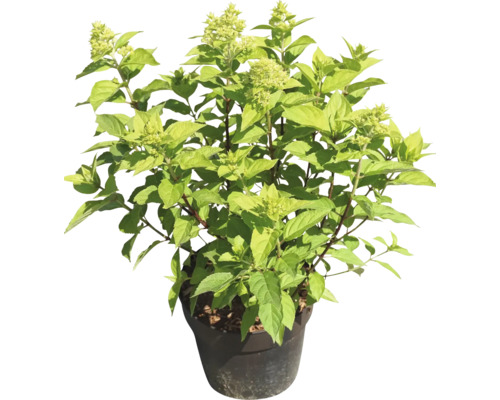 Rispenhortensie im Topf