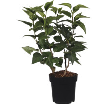 Plante artificielle avec des feuilles vertes dans un pot noir