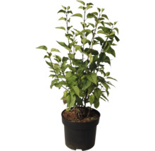 Lilas en fleurs en pot