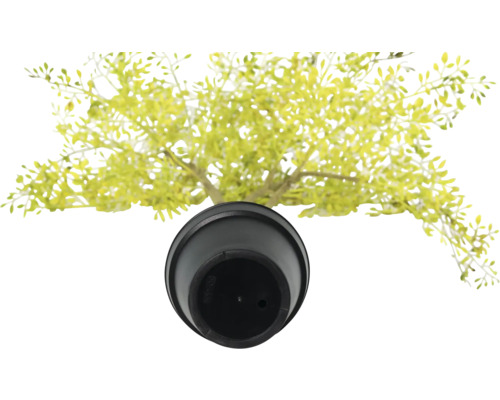 Kunstpflanze im Topf, Draufsicht