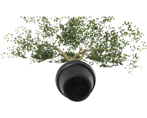 Vue de dessus d''un olivier en pot