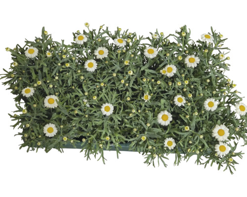 Buisson de marguerites avec des fleurs blanches