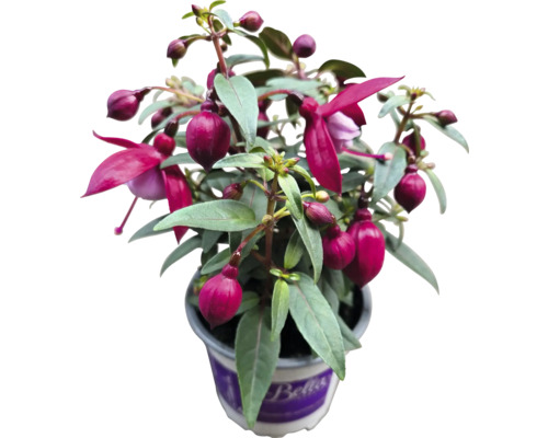 Fuchsia en pot
