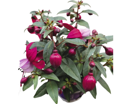 Fuchsia avec fleurs rouges et violettes en pot