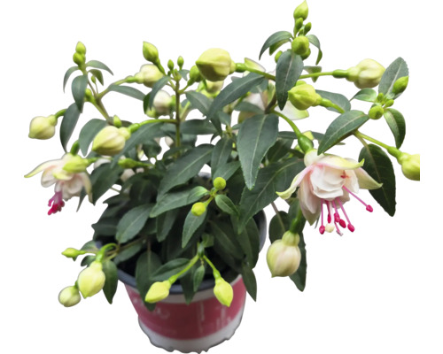 Plante de fuchsia en pot avec fleurs et boutons