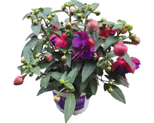 Plante de fuchsia en pot avec des feuilles vertes et des fleurs rouges