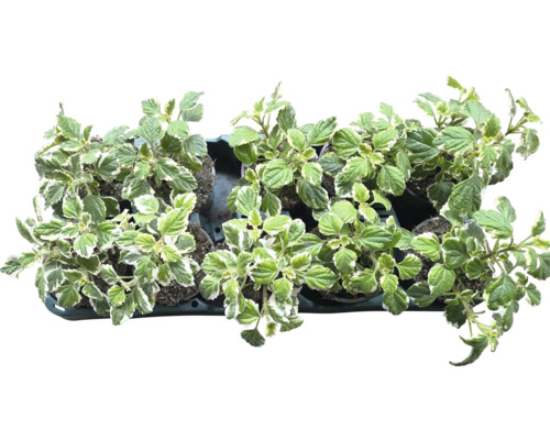 Plectranthus avec feuilles vertes et blanches dans un bol