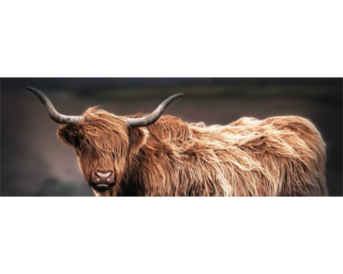 Porträt eines schottischen Hochlandrindes mit langen Hörnern und zotteligem Fell