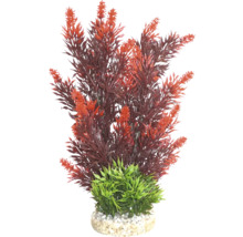 Plante d''aquarium décorative avec des feuilles rouges et une base verte
