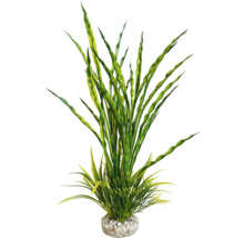 Plante d''aquarium décorative avec des feuilles vertes