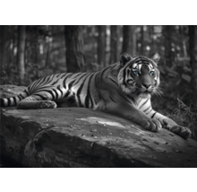 Schwarzweisser Tiger ruht auf einem Felsen