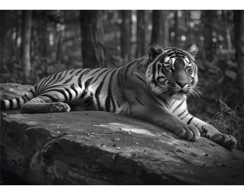 Decopanel Tiger auf dem Fels 136x98 cm Schwarzweisser Tiger ruht auf einem Felsen