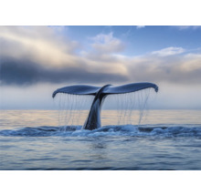 Queue de baleine plongeant dans l''océan