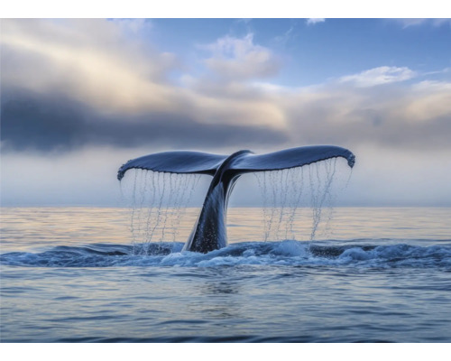 Panneau décoratif Nageoires dans la mer 136x98 cm Queue de baleine plongeant dans l''océan