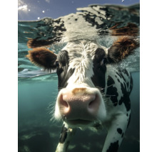 Vache tachetée noire et blanche sous l''eau.