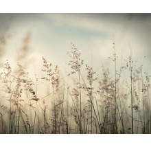 Gros plan d''herbes ornementales dans le jardin