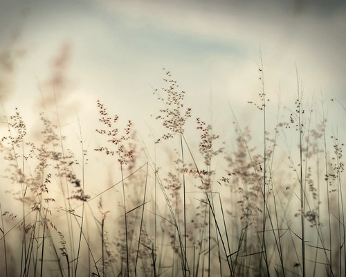 Panneau décoratif Blé dans le vent 50x40 cm Gros plan d''herbes ornementales dans le jardin