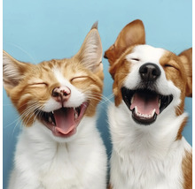 Nahaufnahme einer lachenden Katze und eines lachenden Hundes