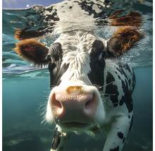 Nahaufnahme einer Kuh, die unter Wasser schwimmt