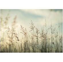 Nahaufnahme von Ziergräsern im Garten