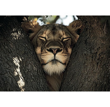 Löwe ruht auf einem Baum