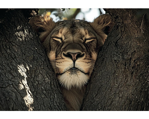 Leinwandbild entspannter Löwe 116x80 cm Löwe ruht auf einem Baum