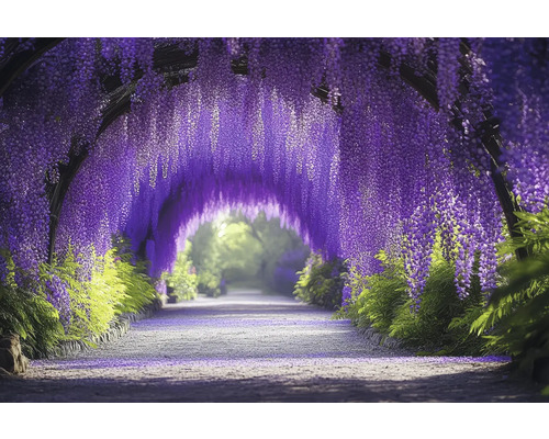 Tableau sur toile tunnel violet 150x100 cm Tunnel de glycine avec glycine fleurie et chemin