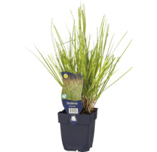 Seskleria autumnalis en pot
