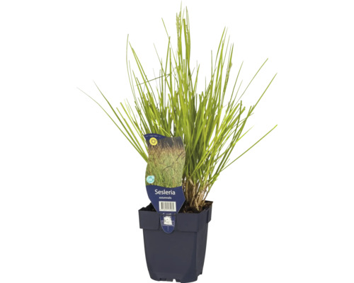 Seslérie d'automne FloraSelf Sesleria autumnalis h 5-30 cm Co 0,5 l