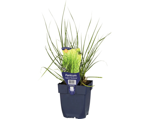 Rutenhirse FloraSelf Panicum virgatum 'Northwind' H 15-50 cm Co 0,5 L