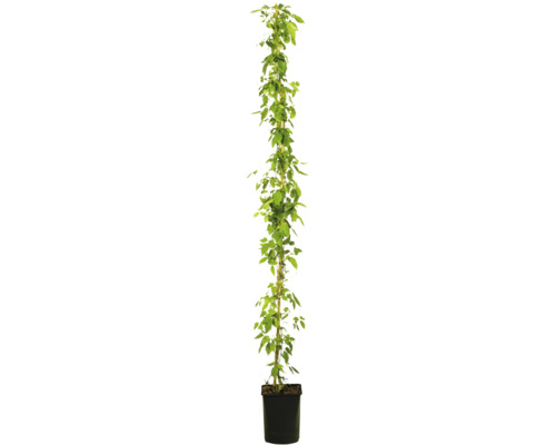 Hopfenpflanze im Topf mit Rankhilfe