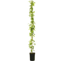 Plant de houblon en pot avec support de croissance