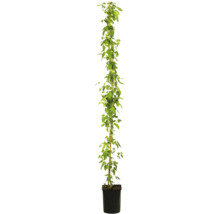Plant de houblon en pot avec support de croissance