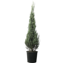 Säulenzypresse in einem Topf