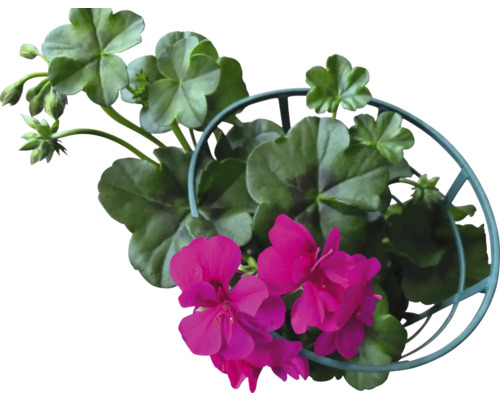 Géranium retombant simple FloraSelf® pot de 12 cm sélection aléatoire de variétés Géranium avec fleurs et feuilles dans un panier suspendu en métal