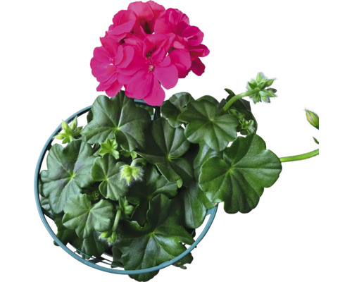 Géranium avec fleurs en pot