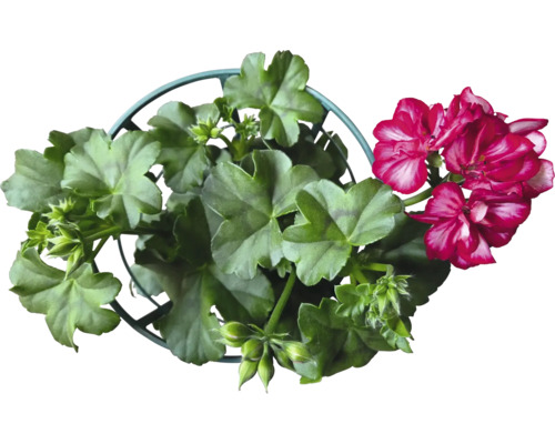 Géranium en pot avec des feuilles vertes et des fleurs rouges