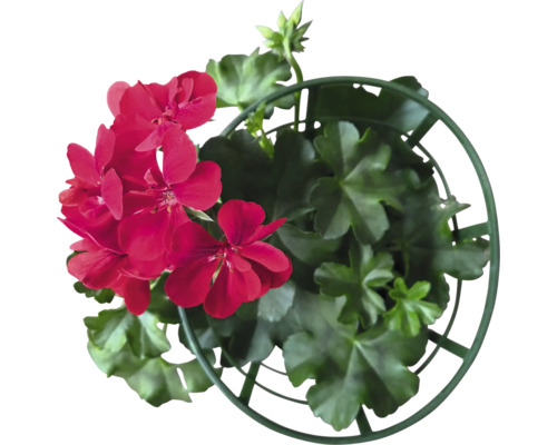 Géranium en pot avec support de croissance