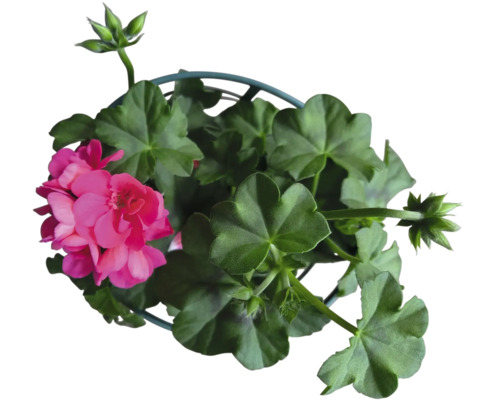 Géranium en pot avec feuilles vertes et fleurs
