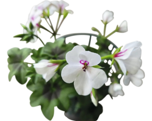 Géranium en pot avec des fleurs blanches et des feuilles vertes