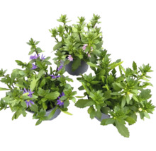 FloraSelf Fächerblume Scaevola aemula Ø 11 cm