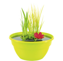 Pot à plantes aquatiques avec plantes aquatiques et nénuphar