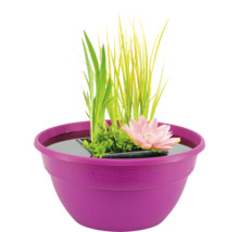 Gartenteichbepflanzung in einem Pflanzgefäß