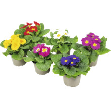 Primevères en pot de différentes couleurs avec des feuilles vertes dans des pots