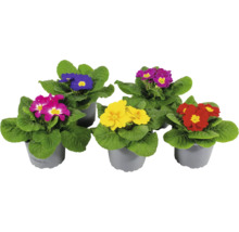 Primevères de différentes couleurs en pot