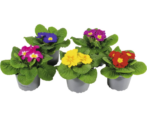 Primevère FloraSelf pot de 9 cm sélection aléatoire de variétés