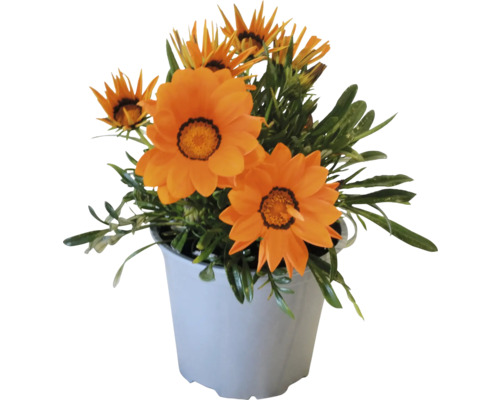 Gazania en pot