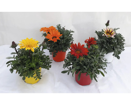 Gazanias en pot avec des fleurs jaunes, orange, rouges et rayées