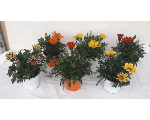 Fleurs de Gazania en pots avec différentes couleurs de fleurs